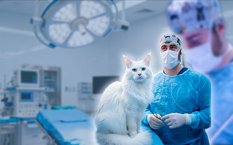 КОМАНДНАЯ РАБОТА СПЕЦИАЛИСТОВ ЦЕНТРА ВЕТЕРИНАРНОЙ ОНКОЛОГИИ И РАДИОТЕРАПИИ