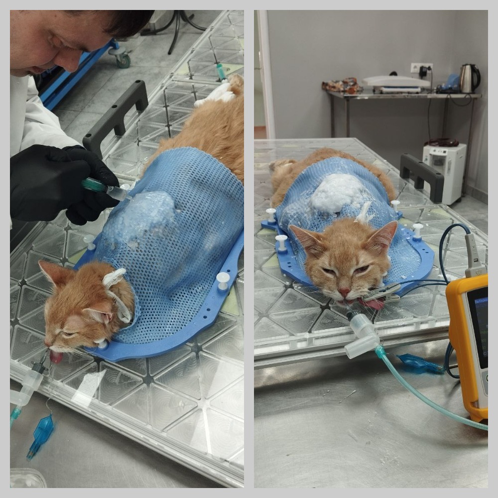 Кот с неоперабельной фибросаркомой, сдавливающей спинной мозг, станет первым в россии пациентом, которому применят комбинацию гамма-терапии и протонного пучка