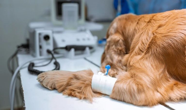 анестезия, седация