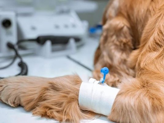 анестезия, седация